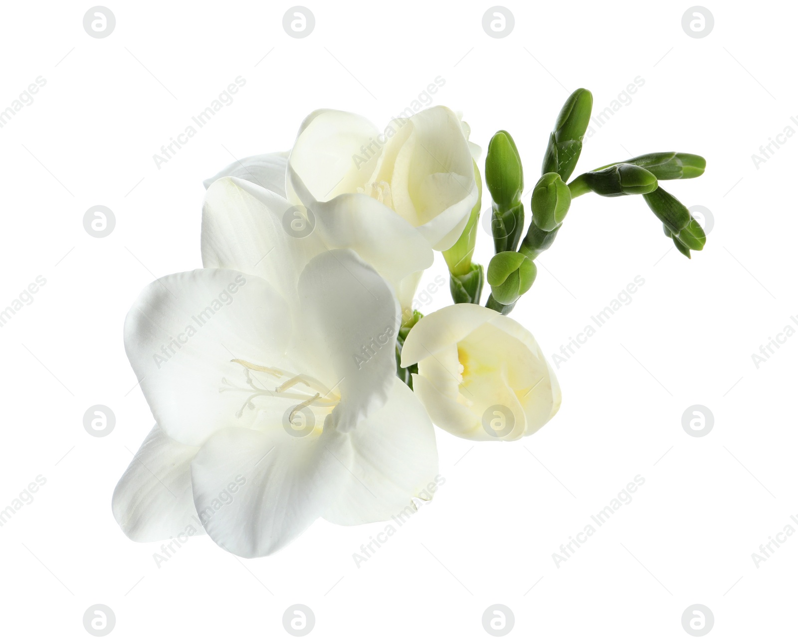 Photo of Beautiful freesia flower with tender petals isolated on white