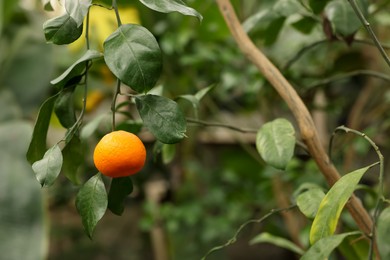 Tangerine tree with ripe fruit in greenhouse