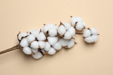 Beautiful cotton branch with fluffy flowers on beige background, top view