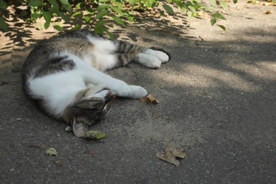 Photo of Cat suffering from heat stroke on asphalt outdoors