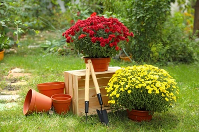 Photo of Beautiful fresh chrysanthemum flowers and gardening tools in garden