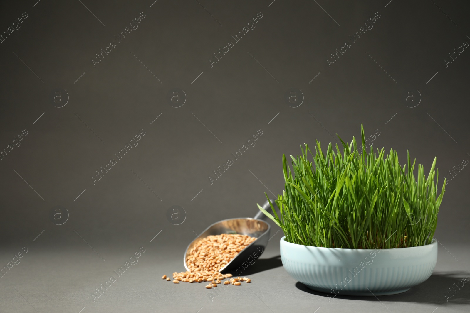 Photo of Composition with wheat grass and seeds on grey background, space for text