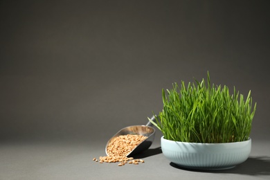 Photo of Composition with wheat grass and seeds on grey background, space for text