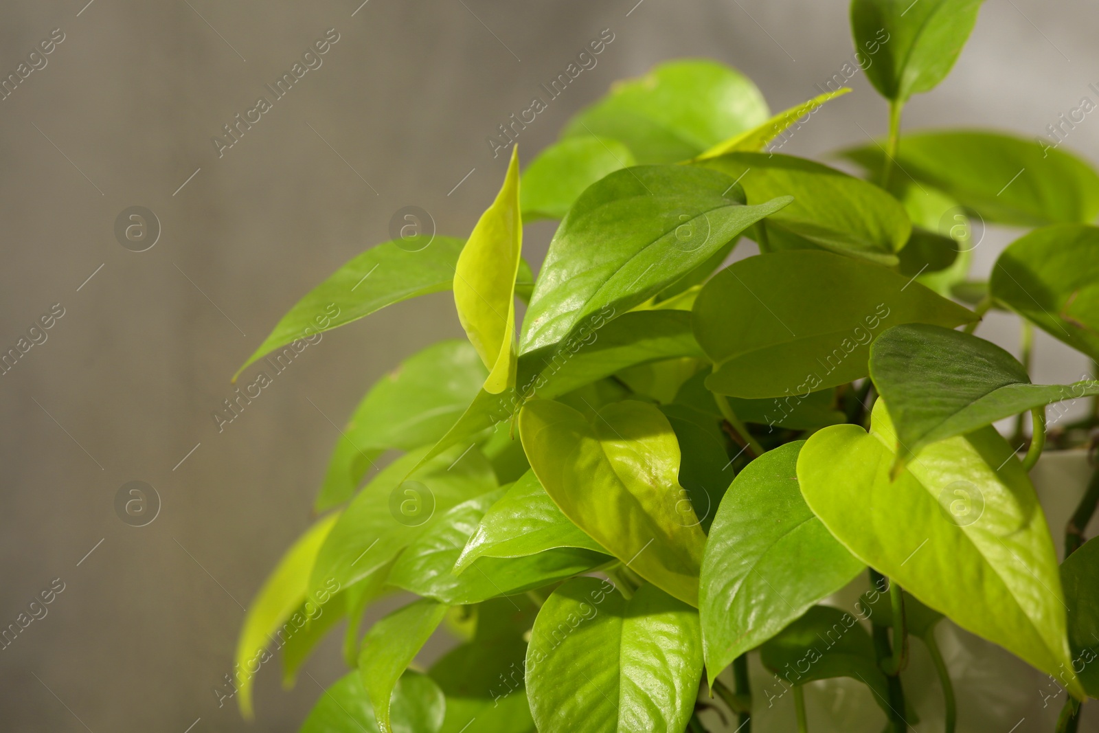 Photo of Beautiful green houseplant and steam indoors, closeup with space for text. Air humidification