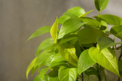 Beautiful green houseplant and steam indoors, closeup with space for text. Air humidification