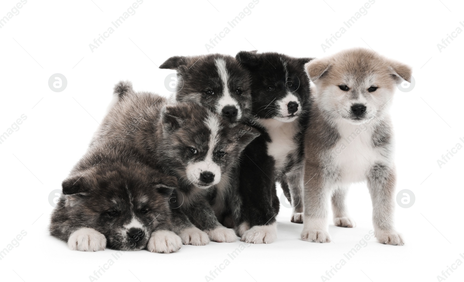 Photo of Cute Akita inu puppies on white background. Friendly dogs