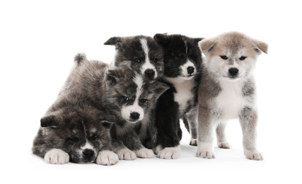 Photo of Cute Akita inu puppies on white background. Friendly dogs