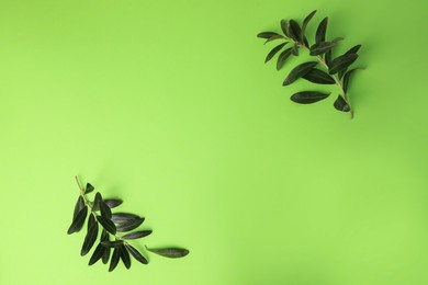 Photo of Olive twigs with fresh leaves on light green background, flat lay. Space for text