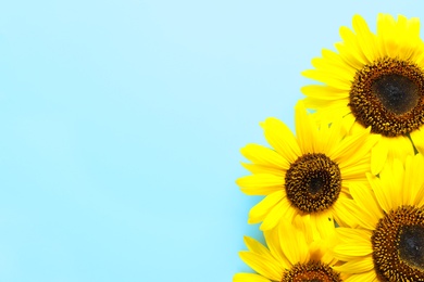 Photo of Beautiful bright sunflowers on color background, top view