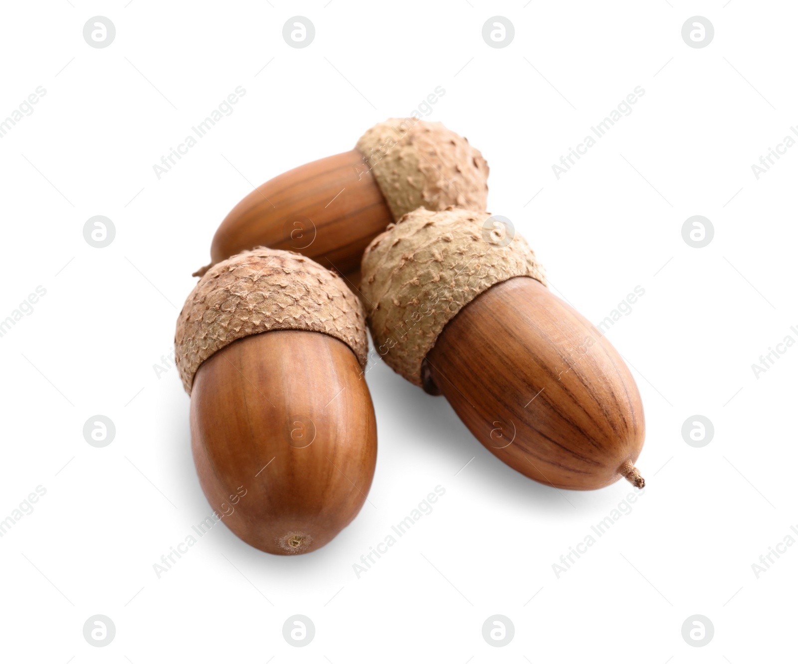 Photo of Beautiful brown acorns on white background. Oak nuts