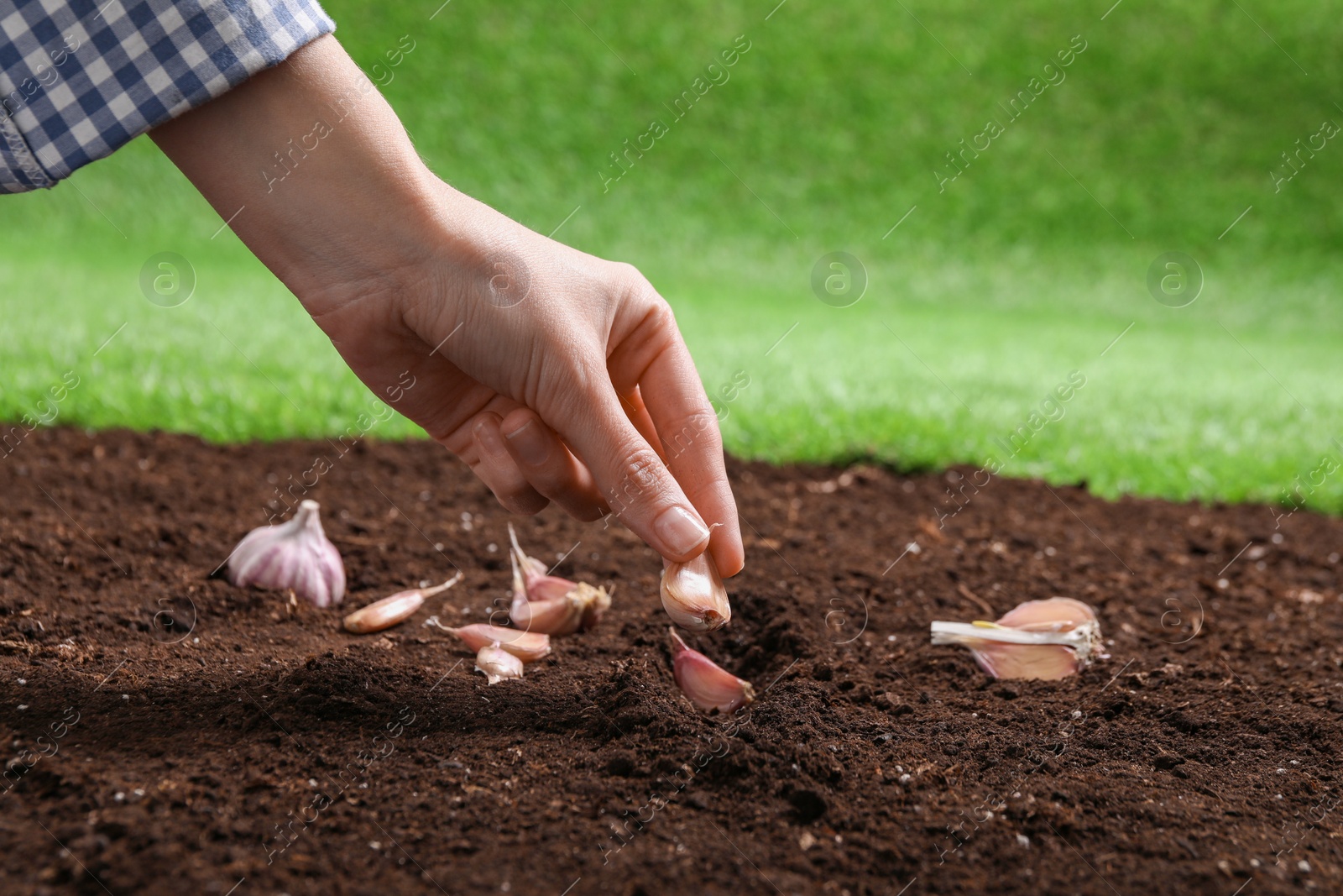 Photo of Woman planting garlic cloves into fertile soil outdoors, closeup