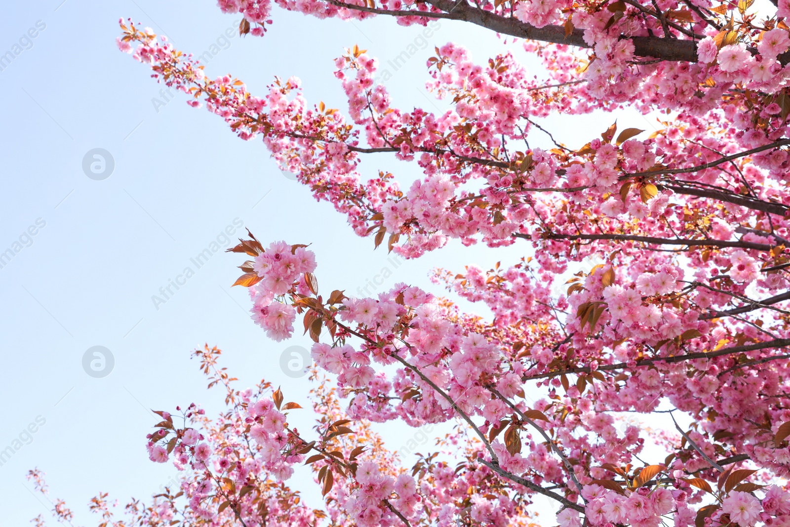 Photo of Beautiful blossoming sakura tree against blue sky, closeup