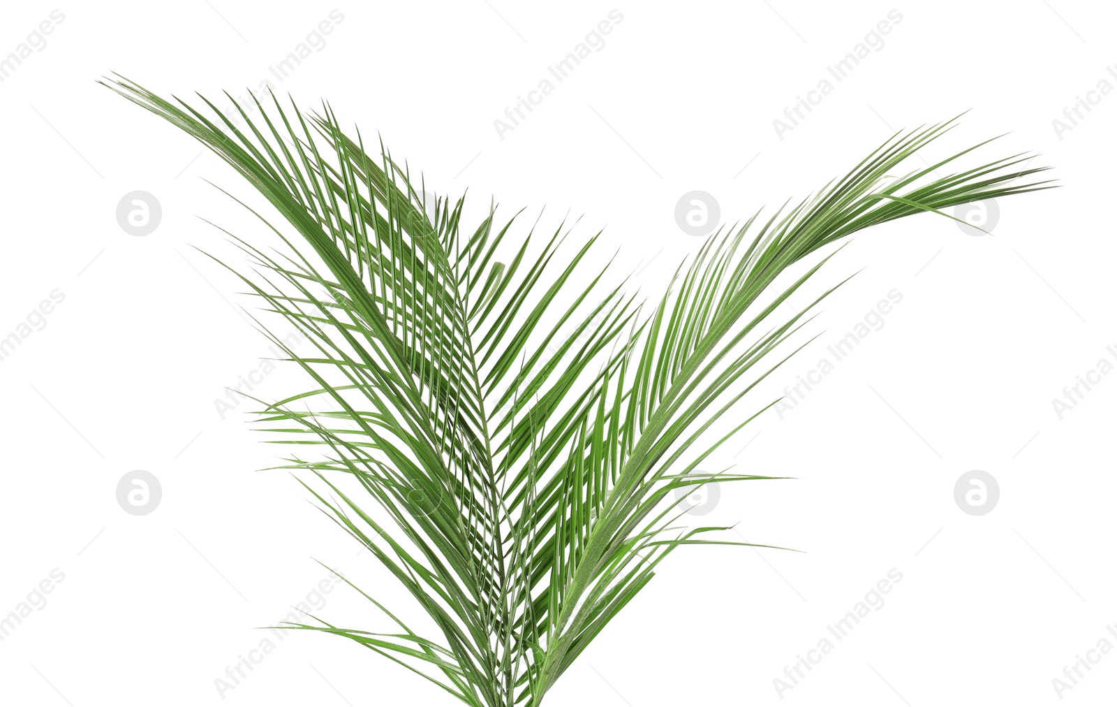 Photo of Green beautiful tropical leaves isolated on white