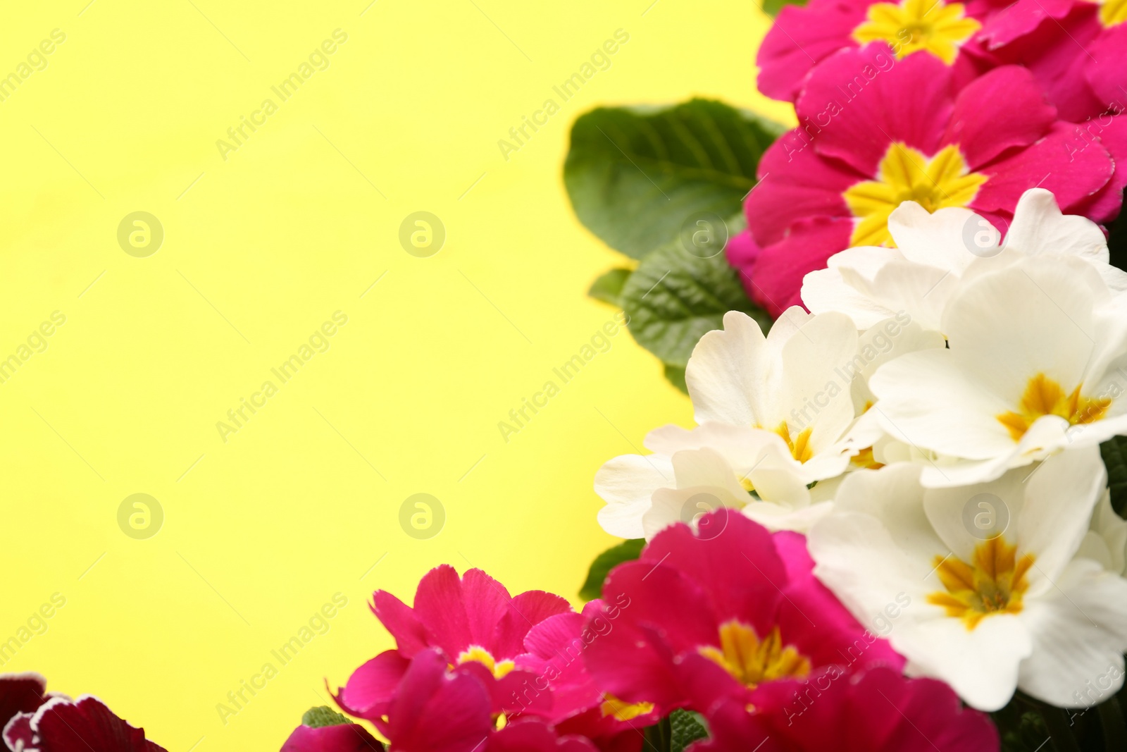 Photo of Beautiful primula (primrose) plants with colorful flowers on yellow background, space for text. Spring blossom