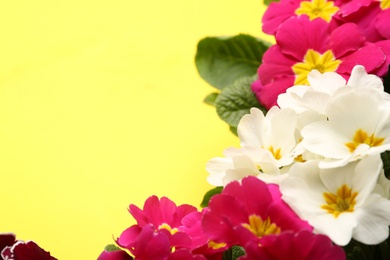 Photo of Beautiful primula (primrose) plants with colorful flowers on yellow background, space for text. Spring blossom
