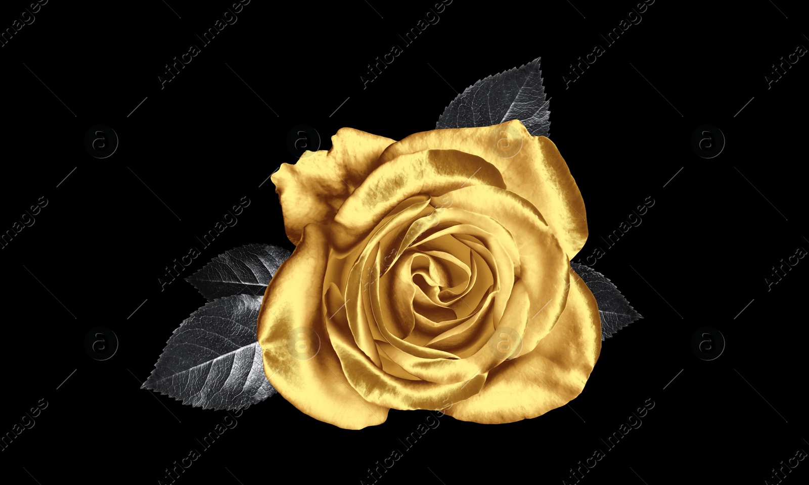 Image of Amazing shiny golden rose on black background