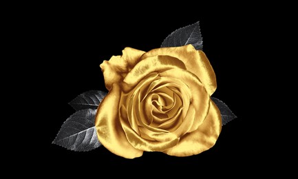 Amazing shiny golden rose on black background