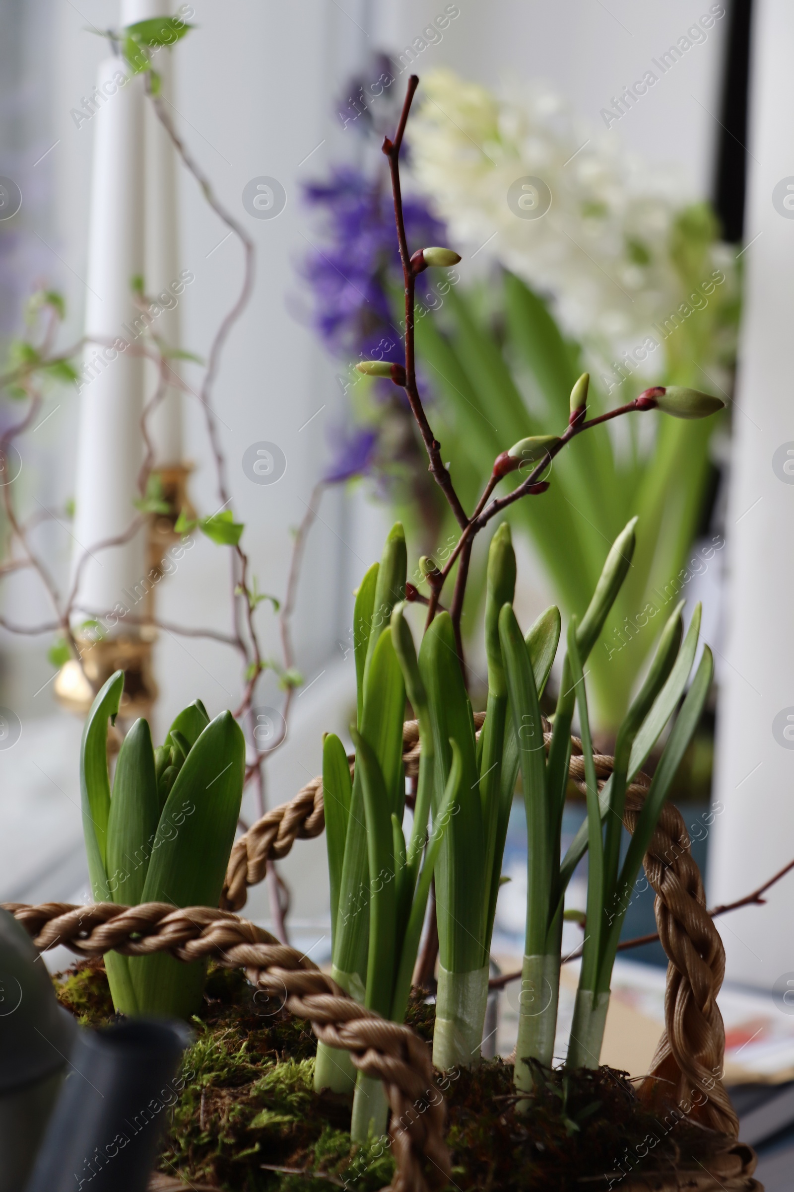 Photo of Spring shoots of Narcissus and Hyacinth planted in wicker basket on window sill, closeup