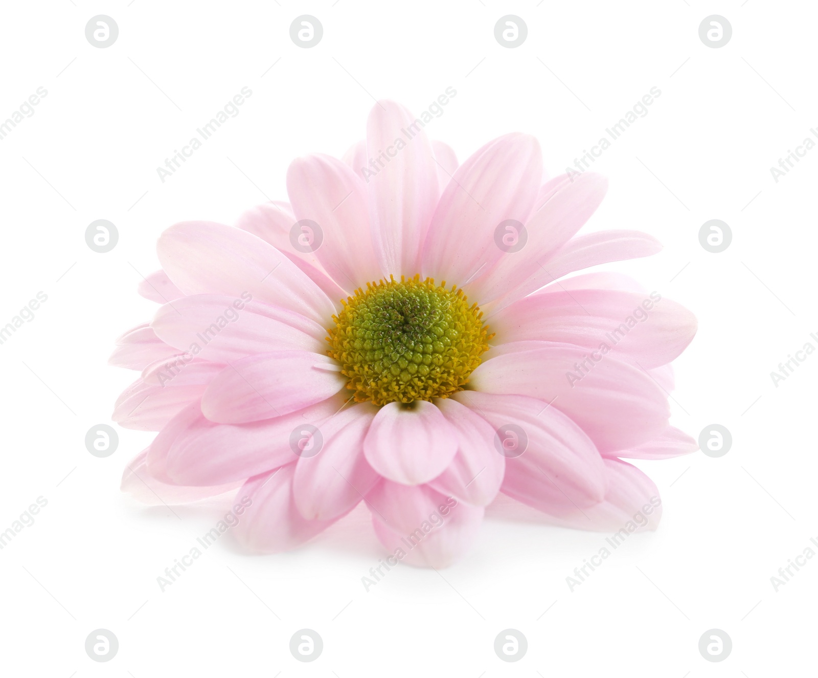 Photo of Beautiful and delicate chamomile flower on white background