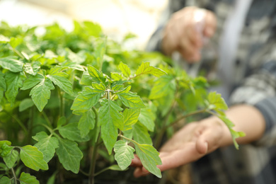 Closeup view of woman working with tomato seedlings in greenhouse, focus on hand 