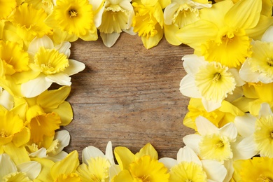 Flat lay composition with daffodils and space for text on wooden background. Fresh spring flowers