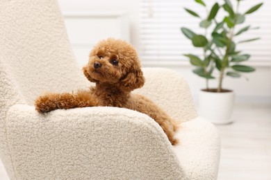 Photo of Cute Maltipoo dog resting on armchair at home, space for text. Lovely pet