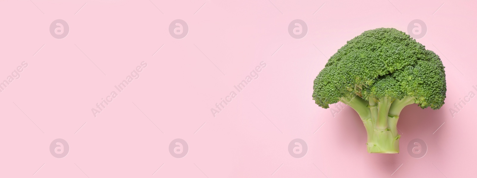 Image of Top view of fresh green broccoli on pink background, space for text. Banner design 