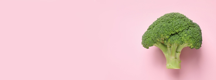 Top view of fresh green broccoli on pink background, space for text. Banner design 