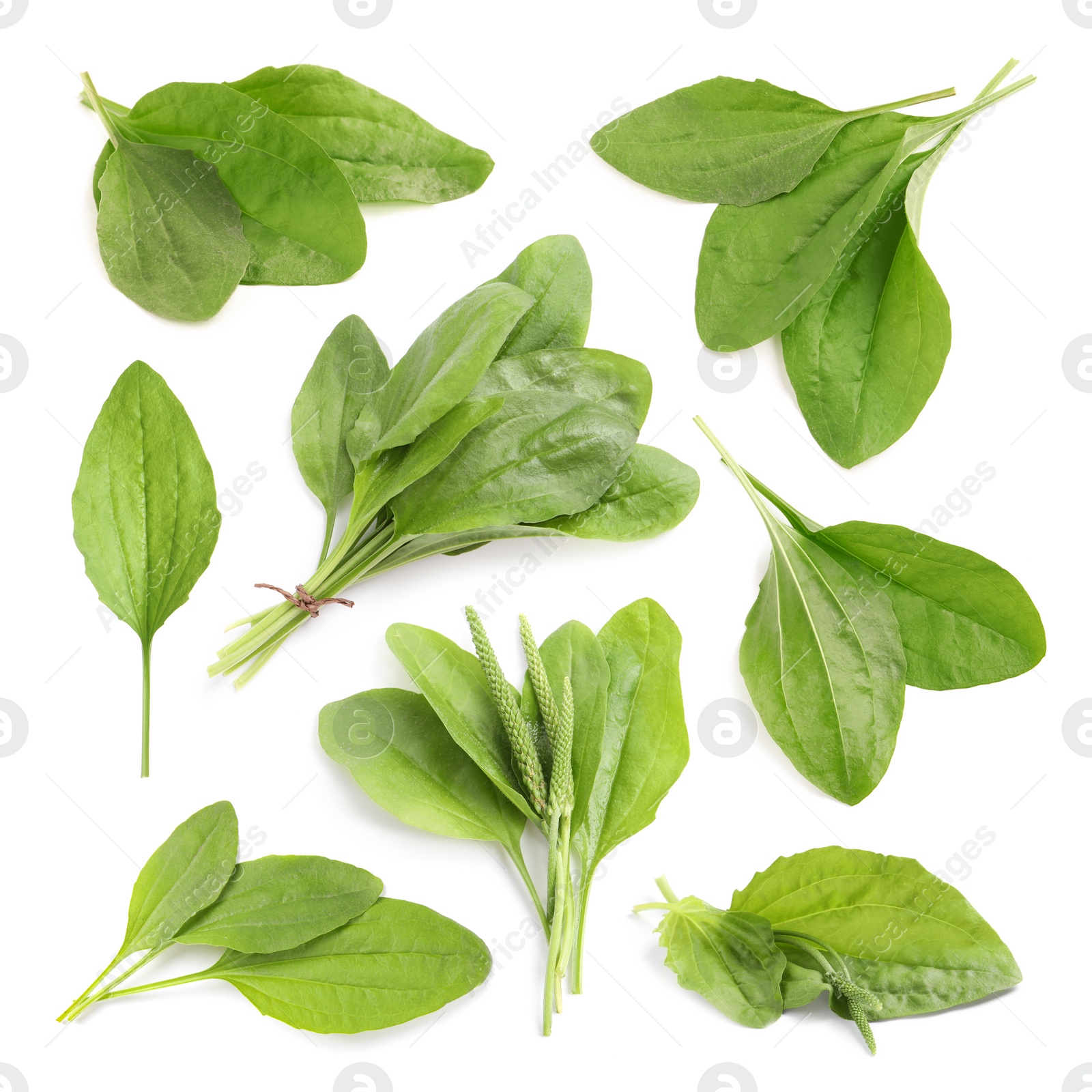 Image of Set with fresh broadleaf plantain plants on white background 