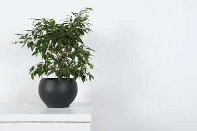 Photo of Potted ficus on chest of drawers near white wall, space for text. Beautiful houseplant