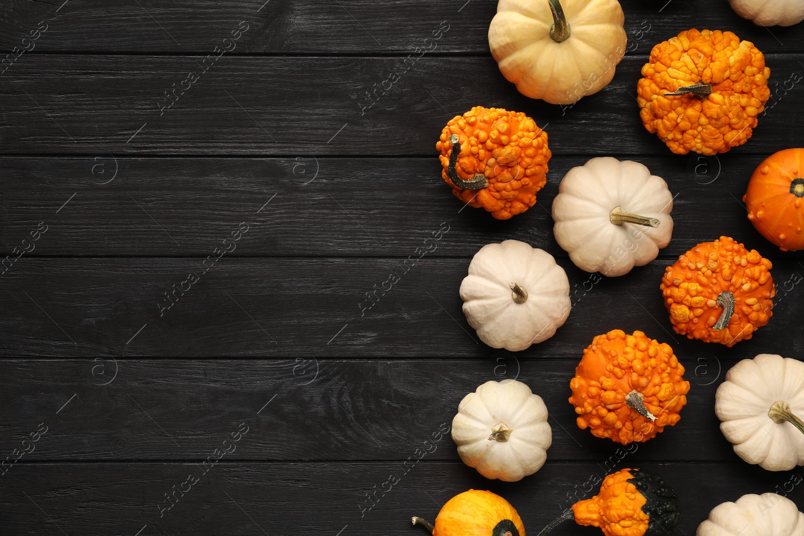 Photo of Different fresh ripe pumpkins on black wooden table, flat lay. Space for text