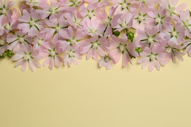 Flat lay composition with beautiful musk mallow flowers on beige background, space for text