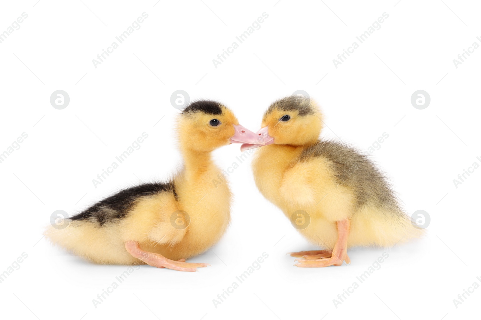 Photo of Baby animals. Cute fluffy ducklings on white background