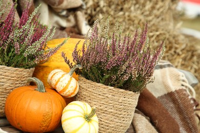 Photo of Beautiful composition with heather flowers in pots and pumpkins outdoors