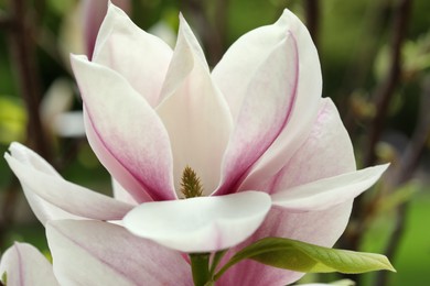 Photo of Magnolia tree with beautiful flowers on blurred background, closeup