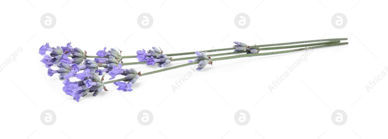 Photo of Beautiful aromatic lavender flowers isolated on white