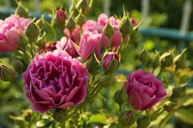 Beautiful blooming pink roses on bush outdoors, closeup