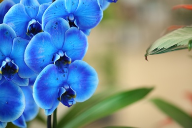 Photo of Beautiful blue orchid flowers on blurred background, closeup. Tropical plant