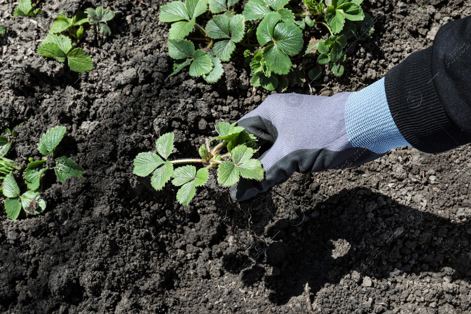 Photo of Gardener planting strawberry in garden on spring day, closeup