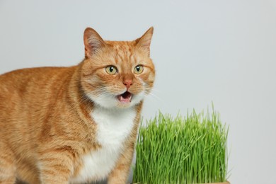 Cute ginger cat and green grass near light grey wall