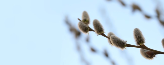 Beautiful pussy willow branch against blue sky, closeup view with space for text. Banner design