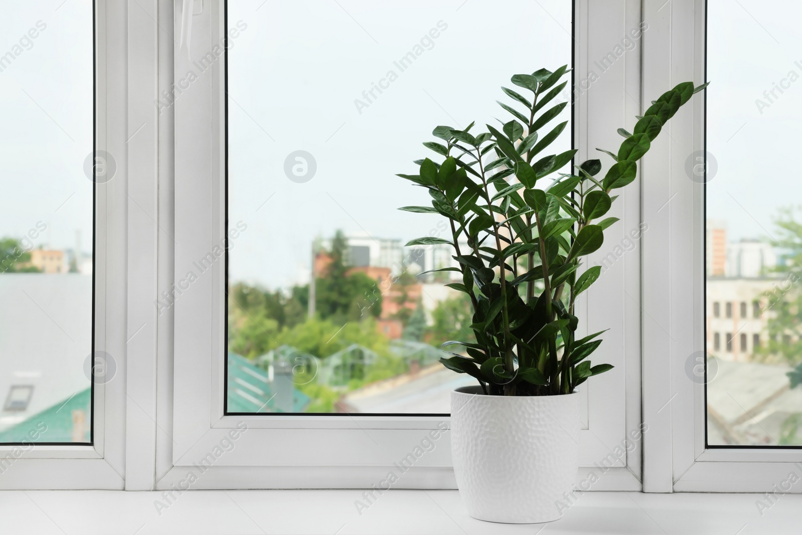 Photo of Zamioculcas in pot on windowsill indoors, space for text. House plant