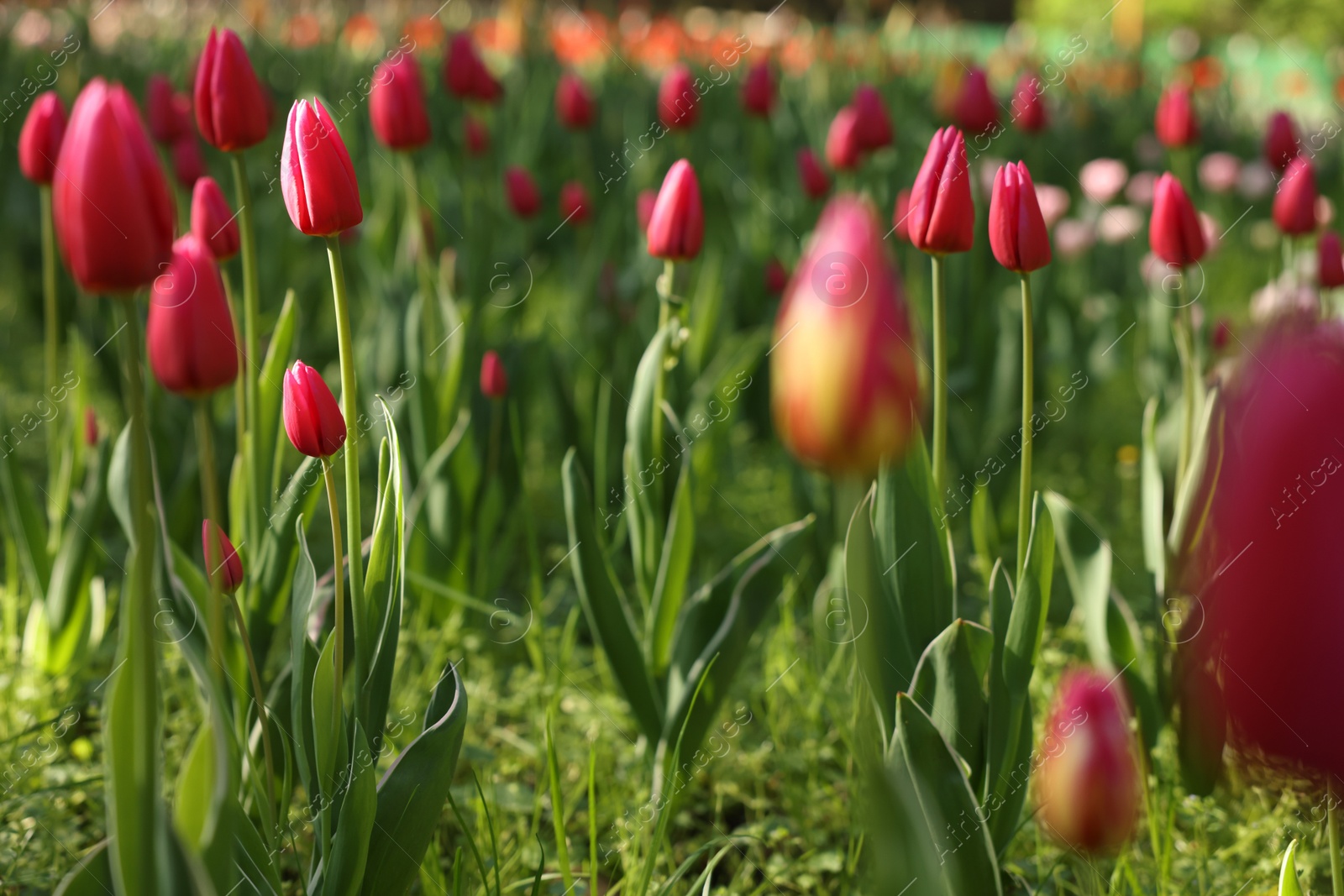 Photo of Beautiful red tulips growing outdoors on sunny day