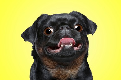 Cute surprised Petit Brabancon dog with big eyes on yellow background