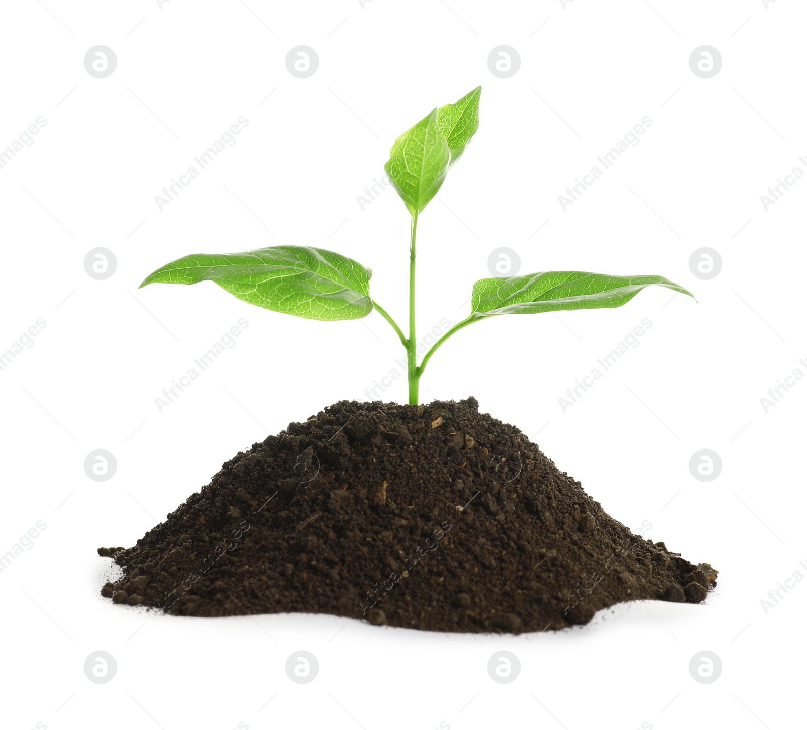 Photo of Young seedling in fertile soil on white background