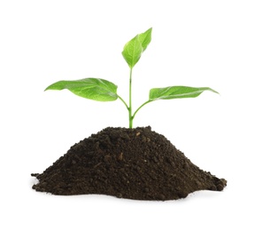 Photo of Young seedling in fertile soil on white background