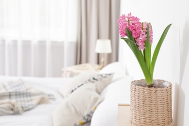 Photo of Beautiful hyacinth in wicker pot on table indoors, space for text. Spring flower