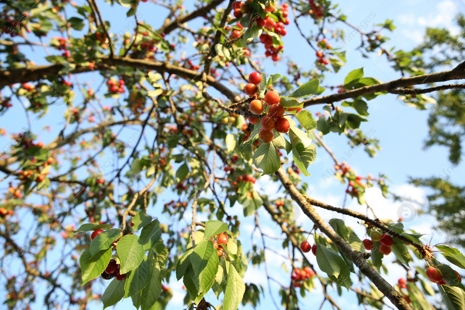 Photo of Cherry tree with green leaves and unripe berries growing outdoors