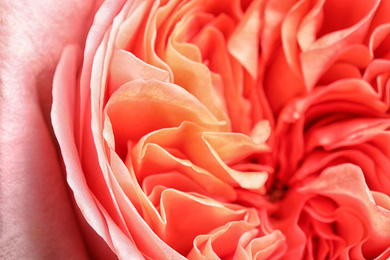 Closeup view of beautiful blooming rose as background. Floral decor