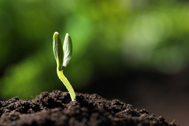 Photo of Little green seedling growing in soil, closeup. Space for text